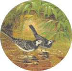 Circular water wagtail drawing